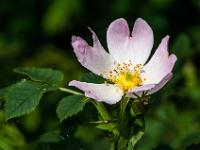 Heckenrose am Wegrand